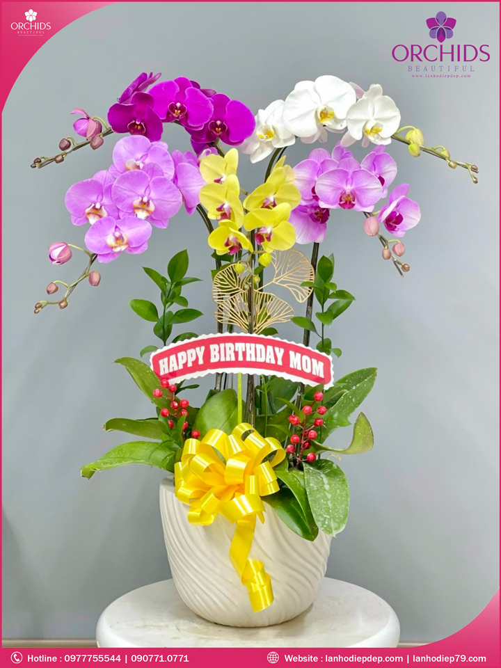 Chậu hoa lan hồ điệp đa sắc 5 cành