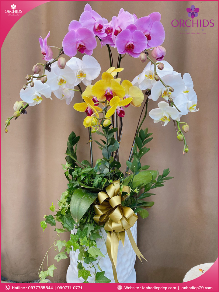 Chậu hoa lan hồ điệp đa sắc 5 cành