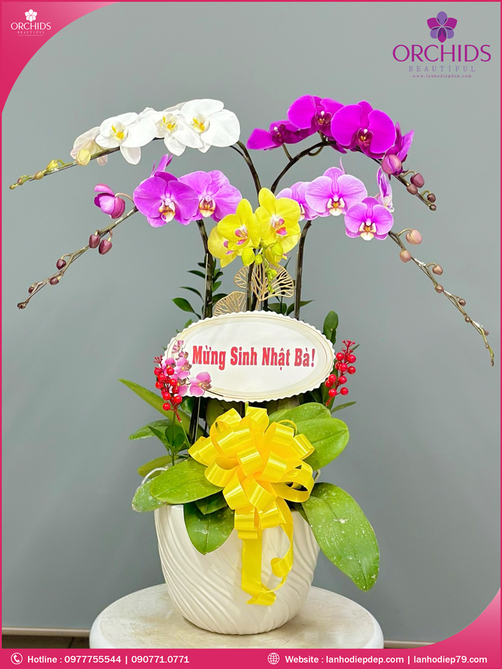 Chậu hoa lan hồ điệp đa sắc 5 cành