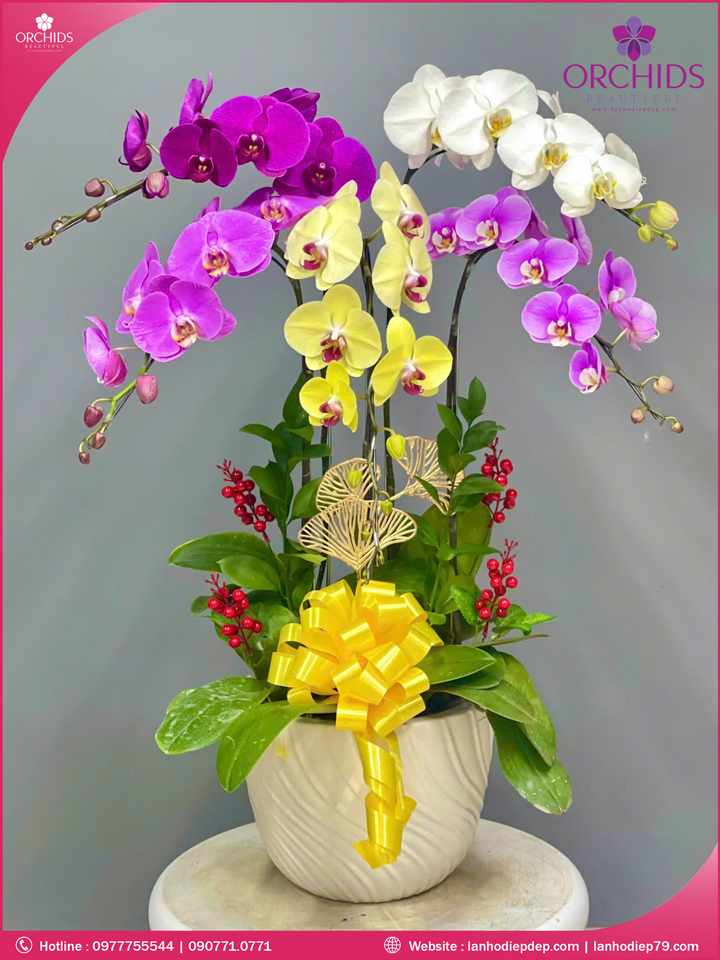 Chậu hoa lan hồ điệp đa sắc 5 cành