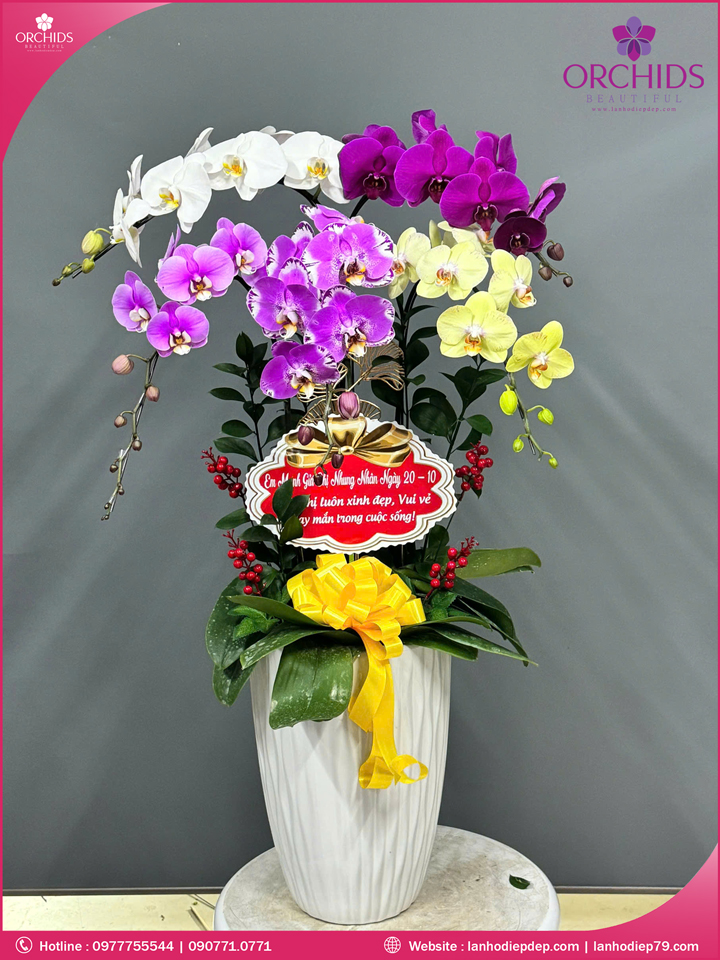 Chậu hoa lan hồ điệp đa sắc 5 cành