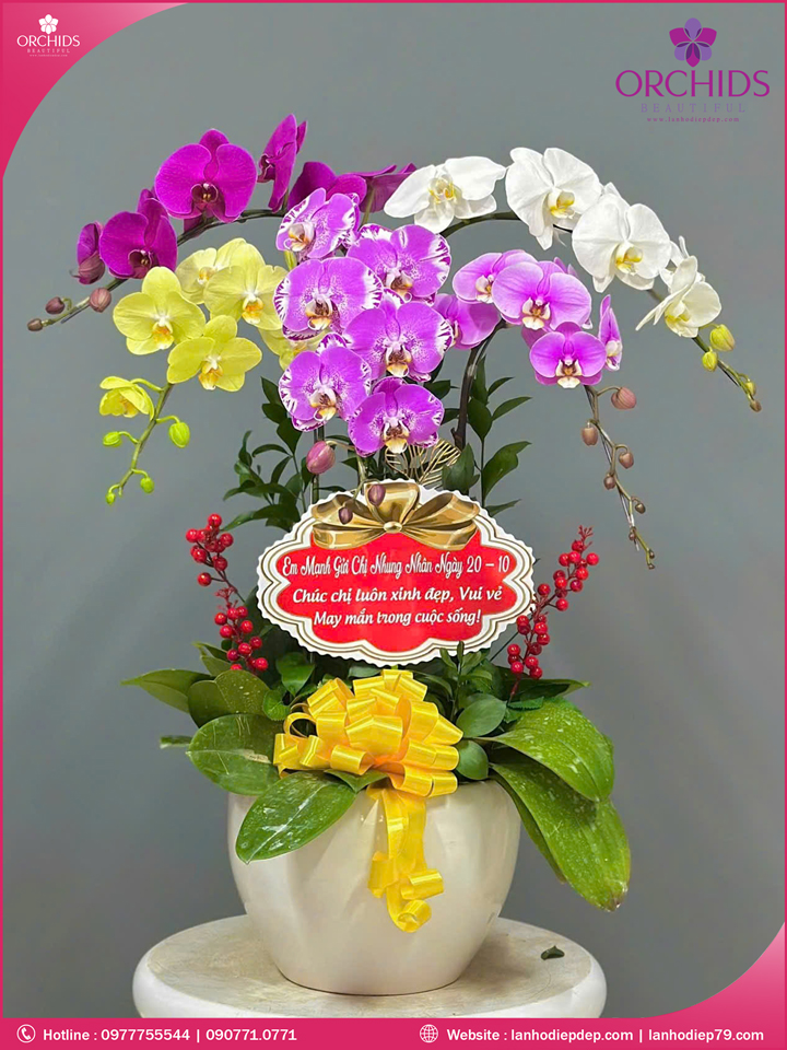 Chậu hoa lan hồ điệp đa sắc 5 cành