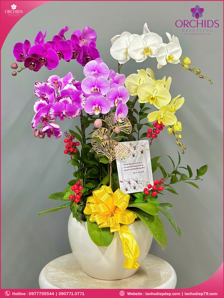Chậu ho lan hồ điệp đa sắc 5 cành