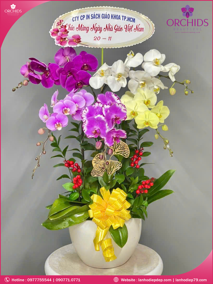 Chậu hoa lan hồ điệp đa sắc 5 cành