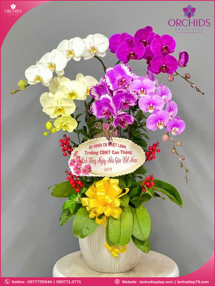Chậu hoa lan hồ điệp đa sắc 5 cành