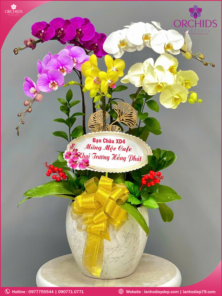 Chậu hoa lan hồ điệp đa sắc 5 cành