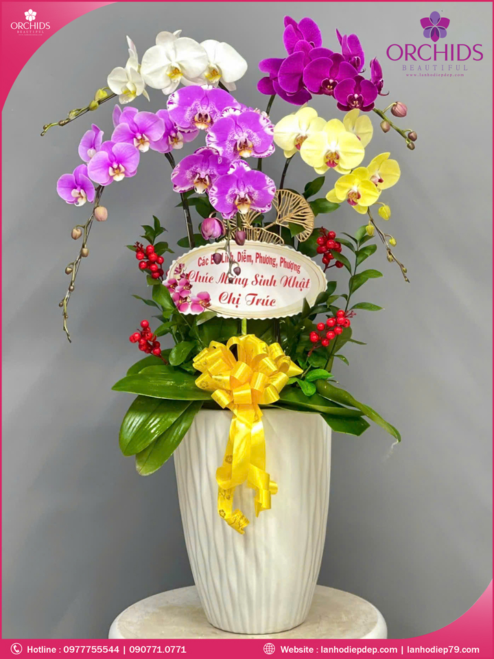 Chậu hoa lan hồ điệp da sắc 5 cành