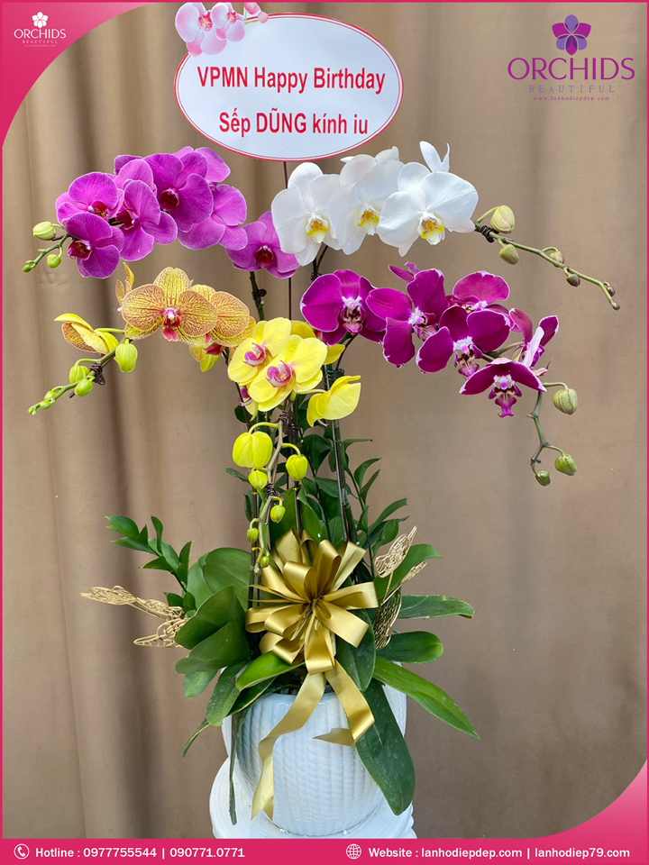 Chậu hoa lan hồ điệp đa sắc 5 cành
