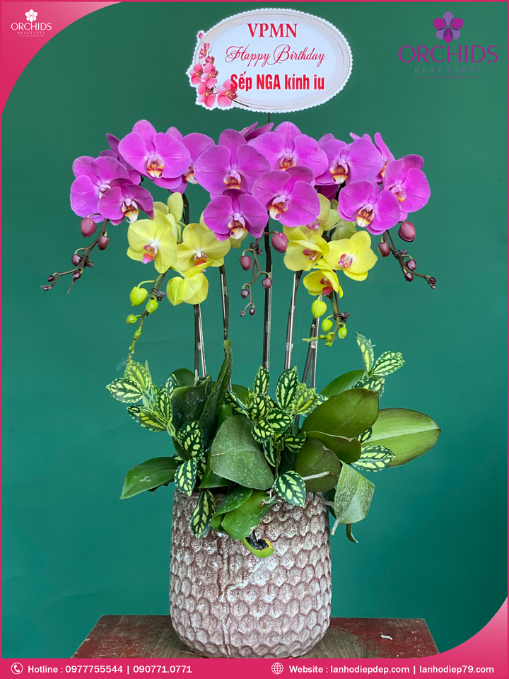 Chậu hoa lan hồ điệp đa sắc 5 cành