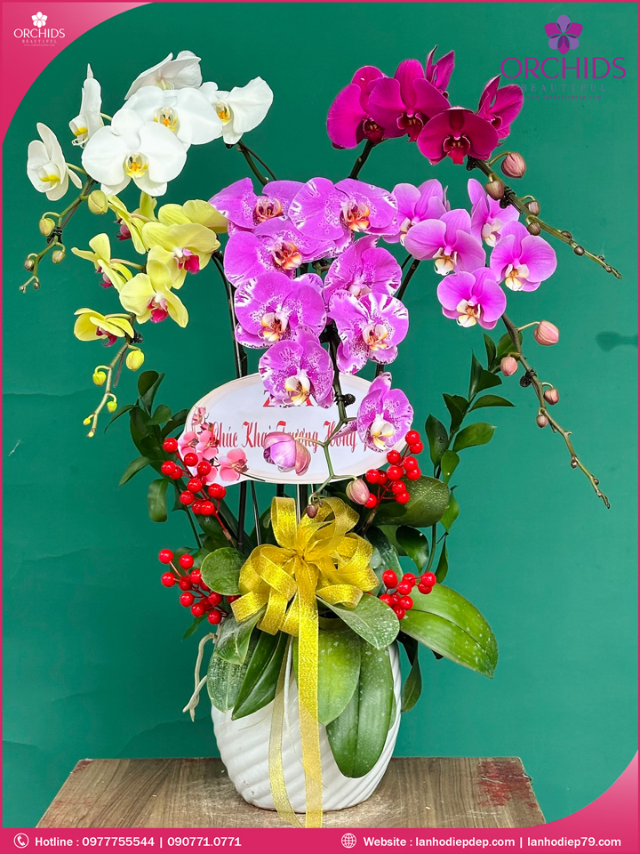 Chậu hoa lan hồ điệp đa sắc 5 cành