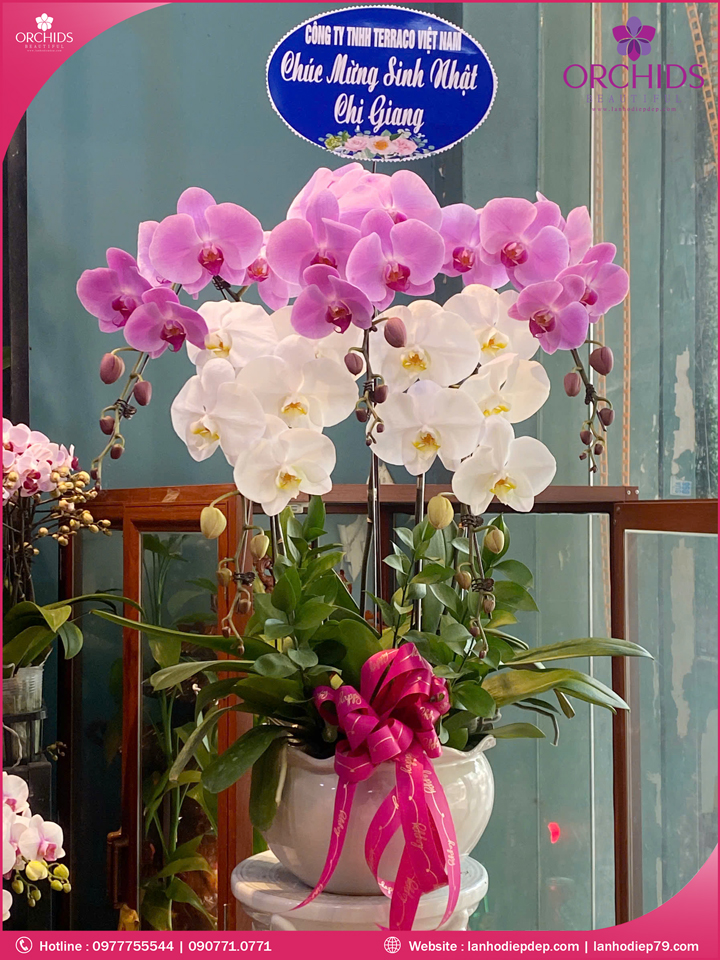 Chậu hoa lan hồ điệp đa sắc 5 cành