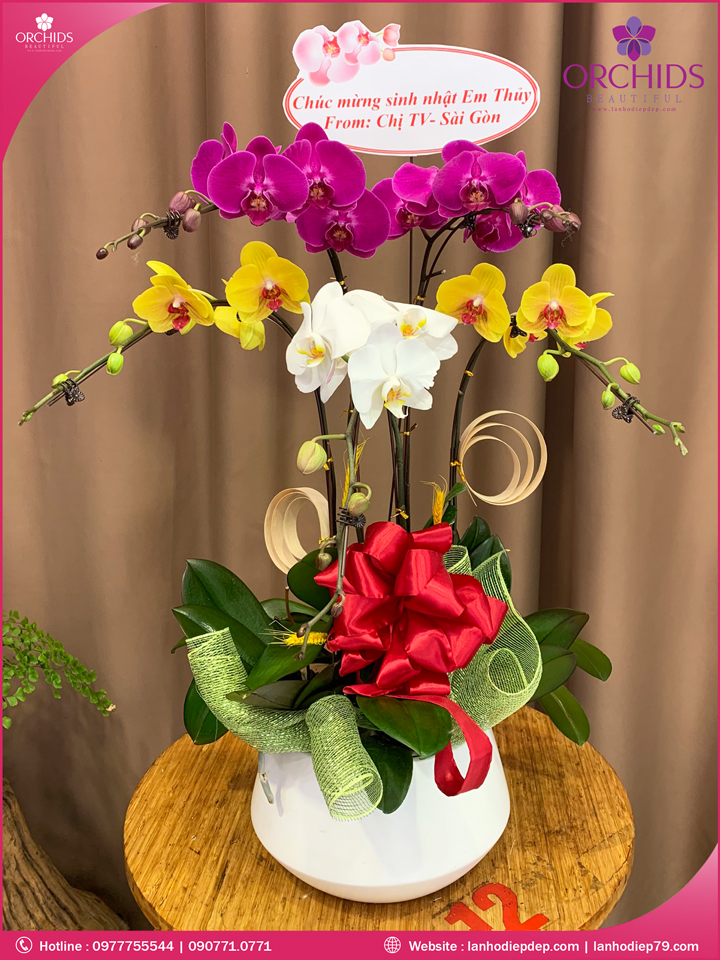 Chậu hoa lan hồ điệp đa sắc 5 cành