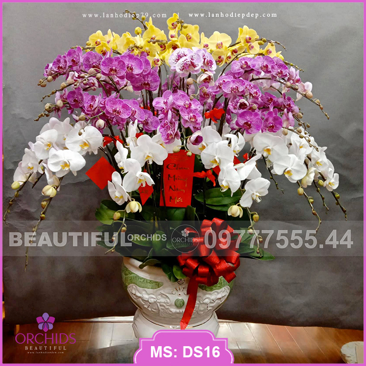 Chậu lan hồ điệp đẹp chưng tết, biếu tết