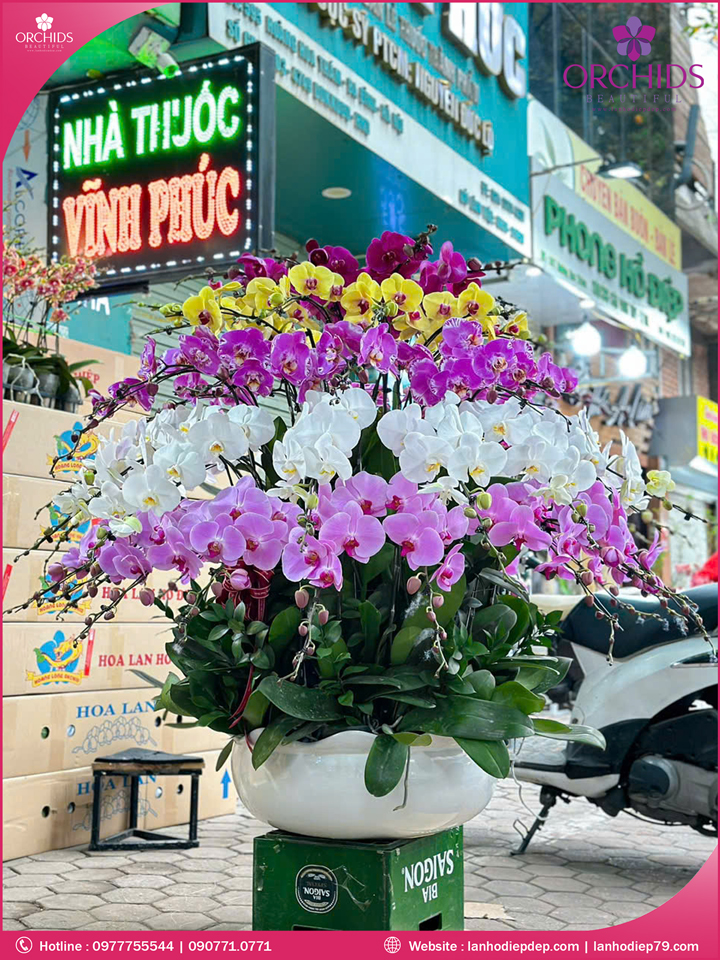 Chậu hoa lan hồ điệp đa sắc 50 cành