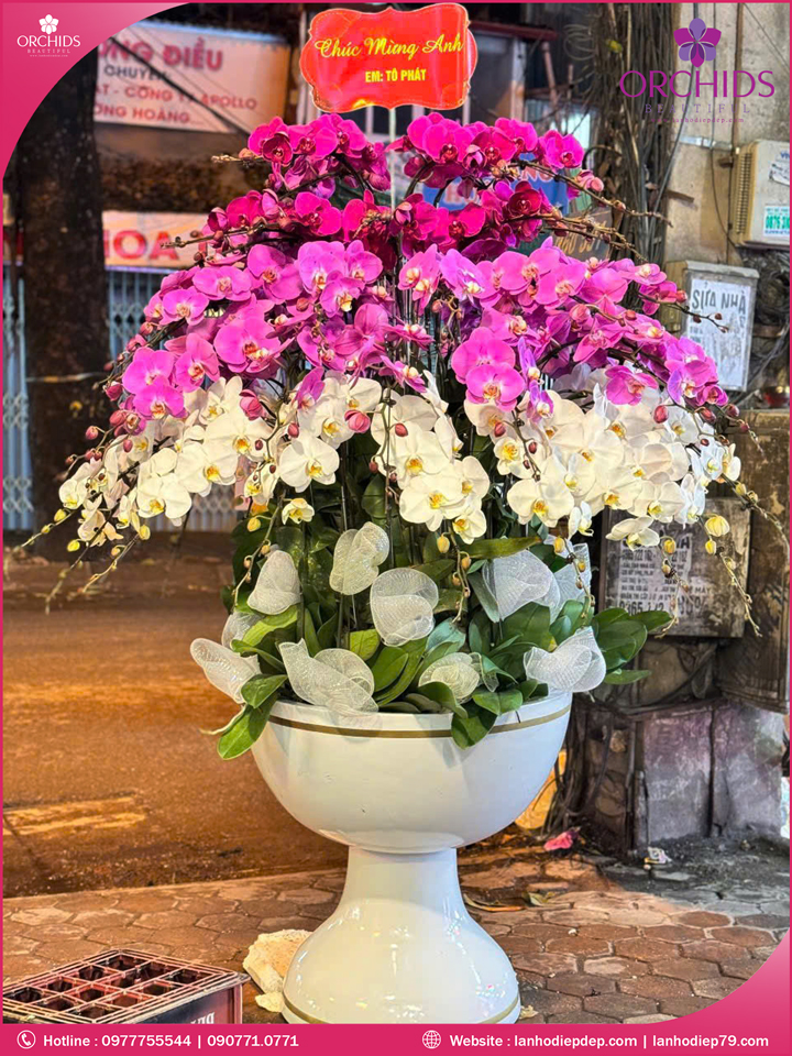 Chậu hoa lan hồ điệp đa sắc 50 cành