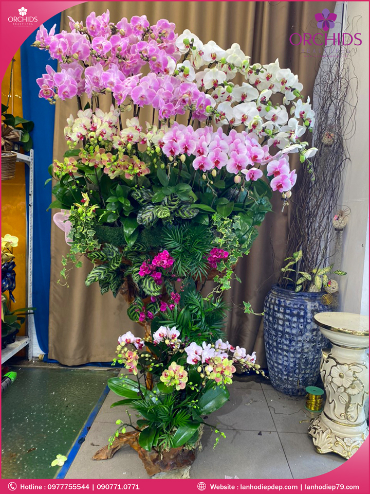 Chậu hoa lan hồ điệp đa sắc ghép lũa 50 cành