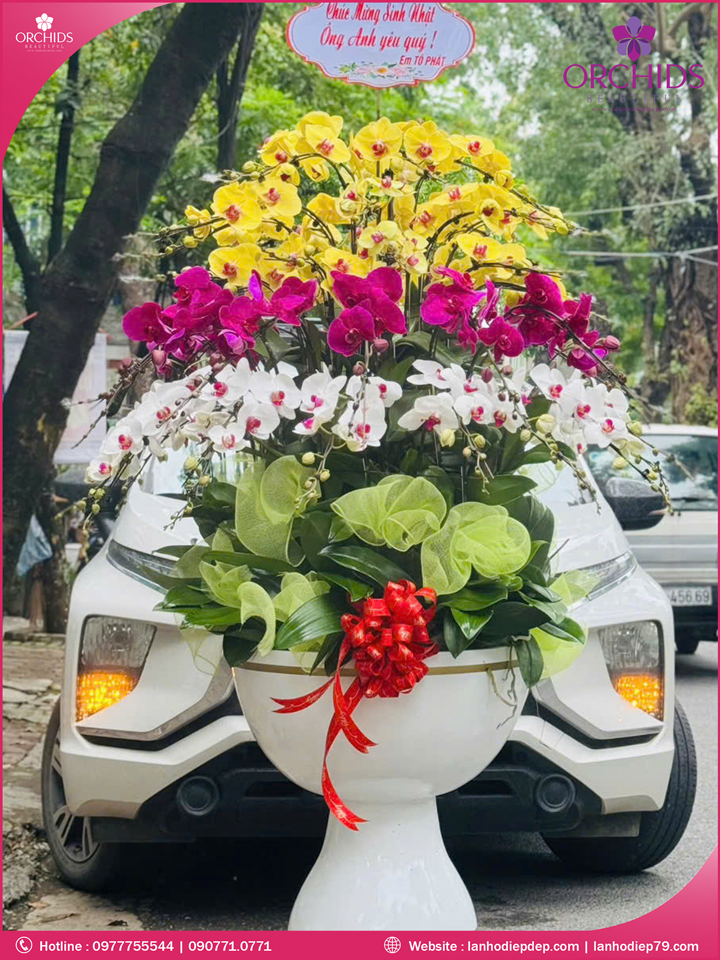 Chậu hoa lan hồ điệp đa sắc 52 cành