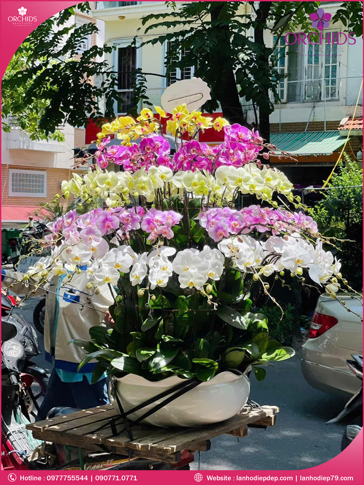Chậu hoa lan hồ điệp đa sắc 55 cành