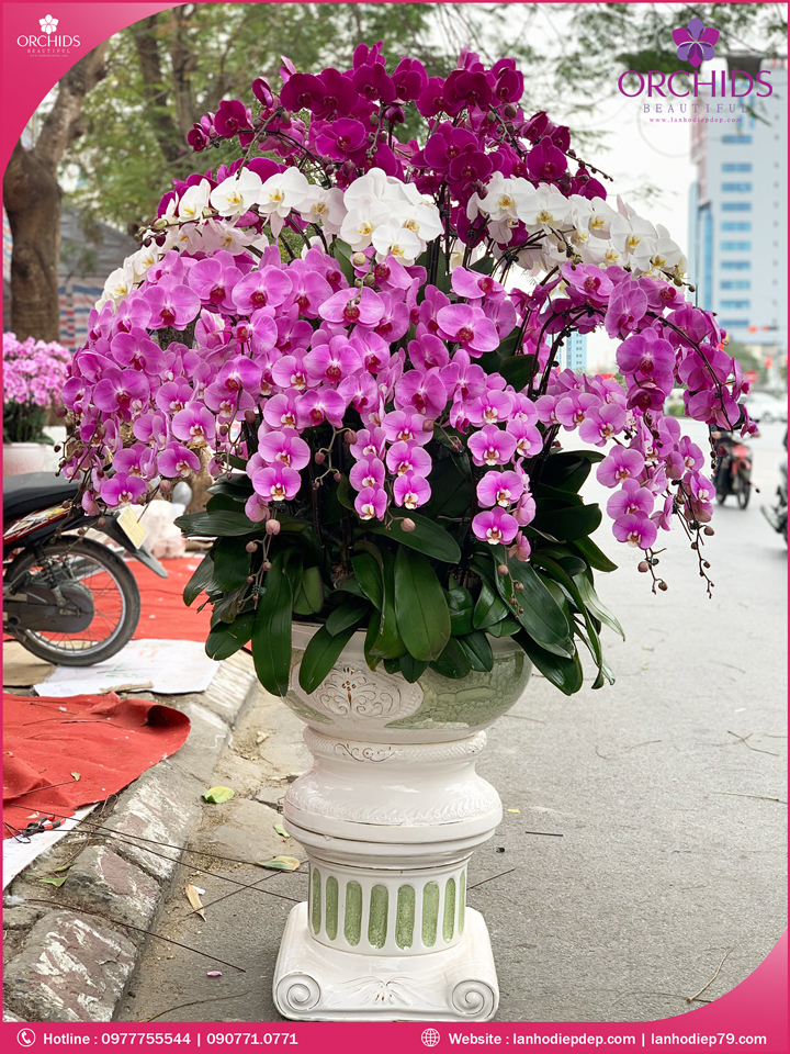 Chậu hoa lan hồ điệp đa sắc 58 cành