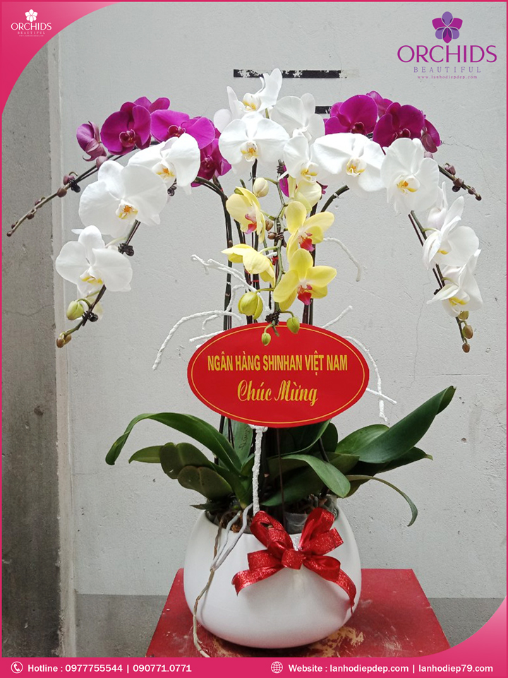 Chậu hoa lan hồ điệp đa sắc 6 cành