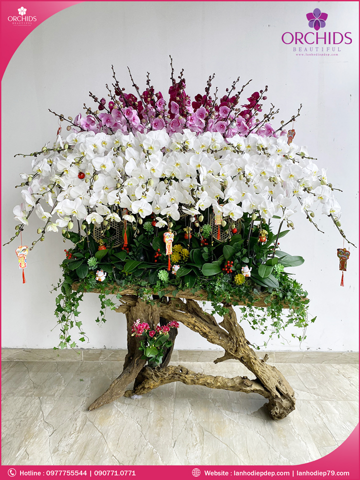 Chậu hoa lan hồ điệp đa sắc ghép lũa 60 cành