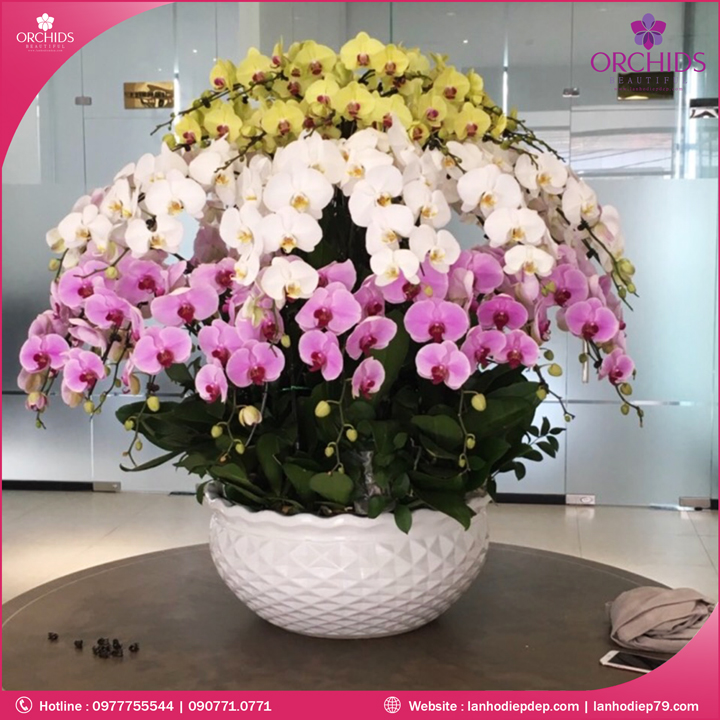 Chậu hoa lan hồ điệp đa sắc 60 cành