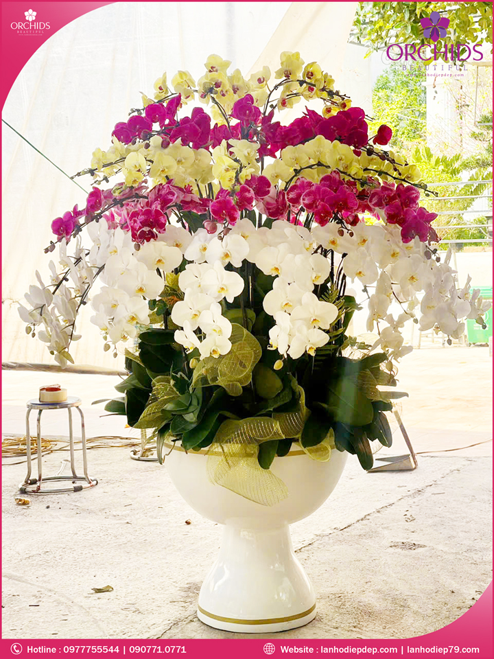 Chậu hoa lan hồ điệp đa sắc 69 cành