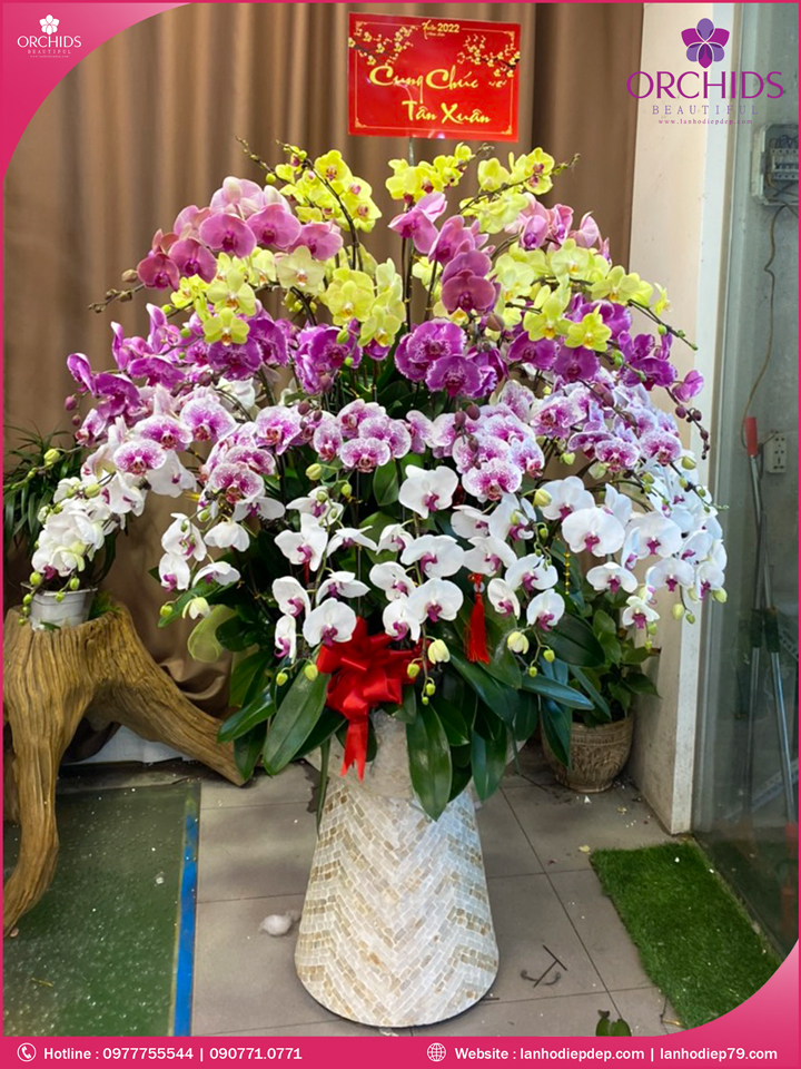 Chậu hoa lan hồ điệp đa sắc 69 cành