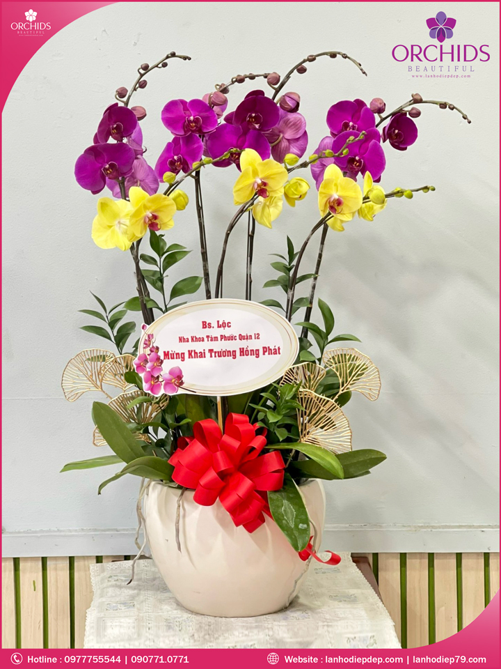 Chậu hoa lan hồ điệp tím vàng 7 cành.