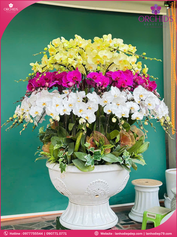 Chậu hoa lan hồ điệp đa sắc 75 cành