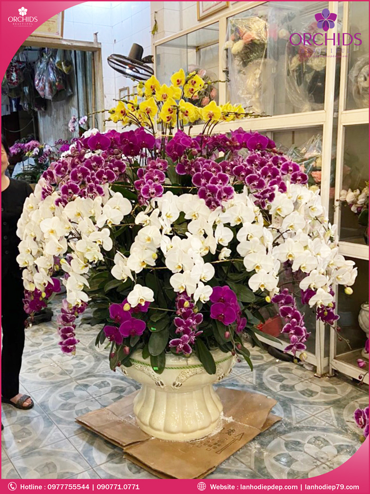 Chậu hoa lan hồ điệp đa sắc 79 cành