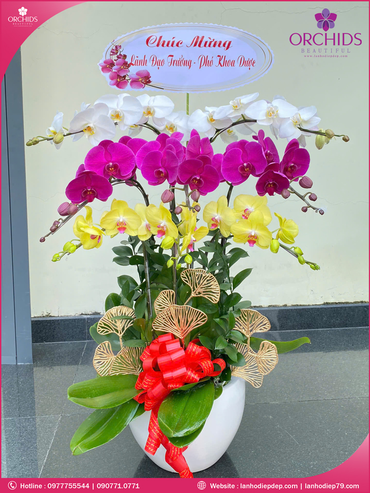 Chậu hoa lan hồ điệp đa sắc 8 cành