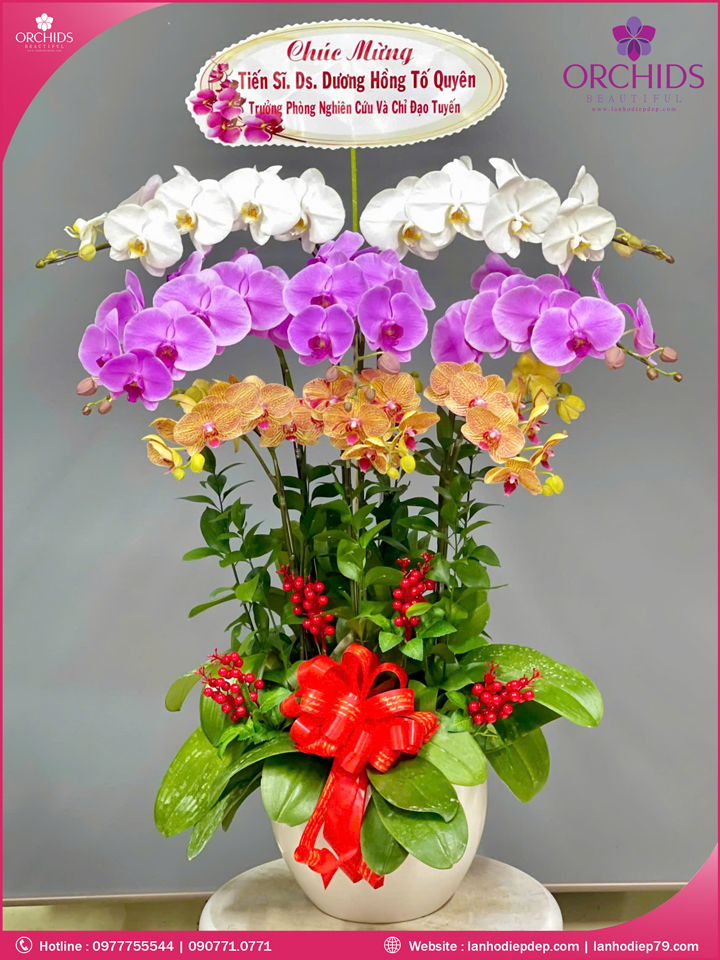 Chậu hoa lan hồ điệp đa sắc 8 cành