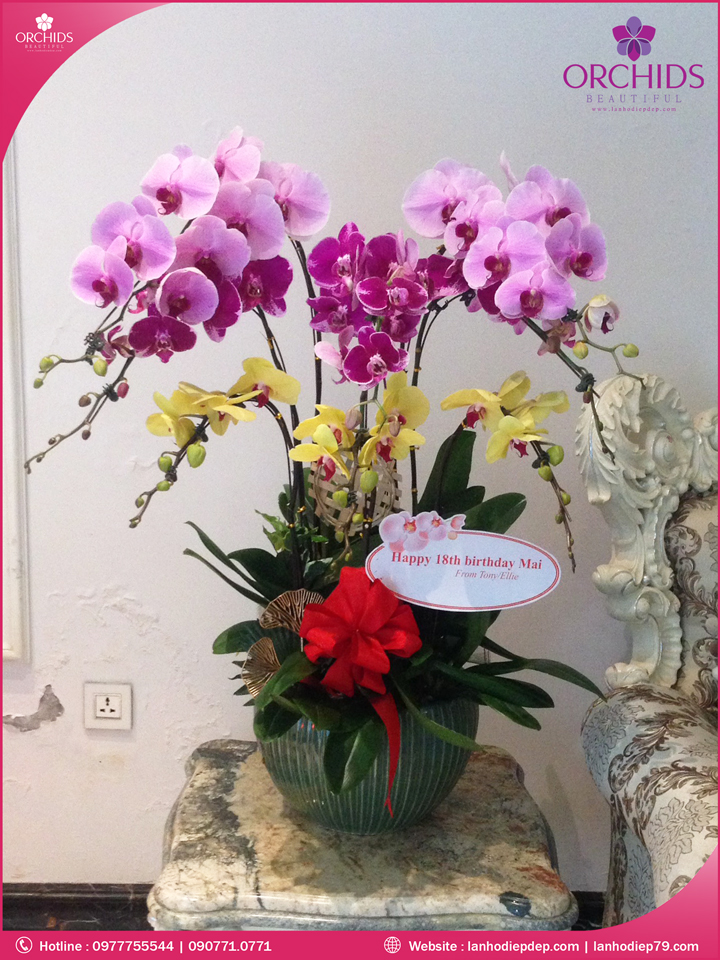 Chậu hoa lan hồ điệp đa sắc 8 cành
