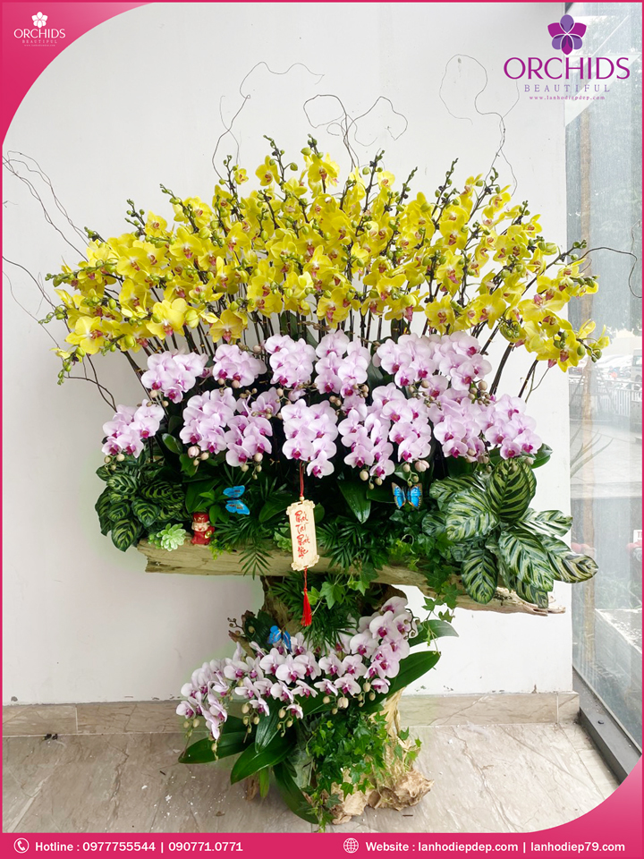 Chậu hoa lan hồ điệp đa sắc ghép lũa 80 cành