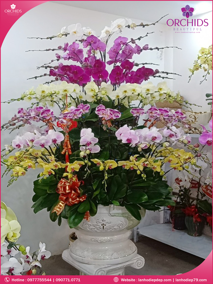 Chậu hoa lan hồ điệp đa sắc 88 cành