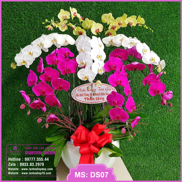 Mẫu lan hồ điệp đẹp trồng chậu, Chậu hoa lan hồ điệp đa sắc 9 cành