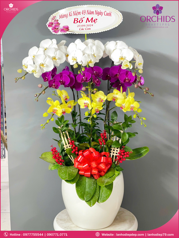Chậu hoa lan hồ điệp đa sắc 9 cành