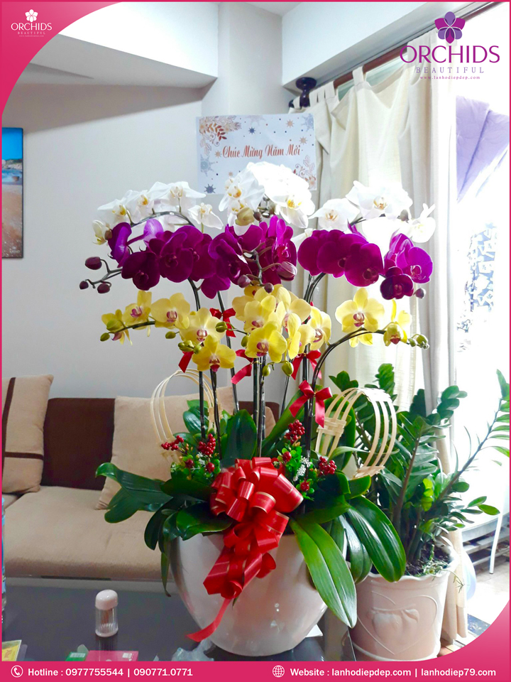 Chậu hoa lan hồ điệp đa sắc 9 cành