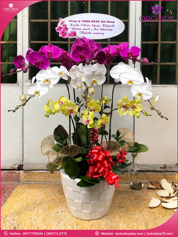 Chậu hoa lan hồ điệp đa sắc 9 cành