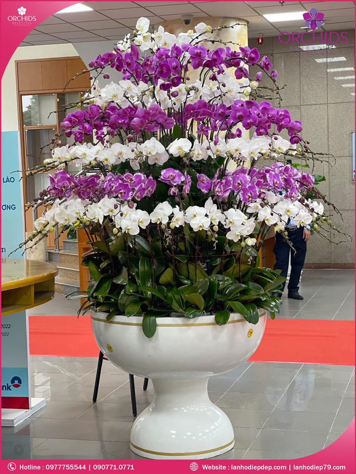 Chậu hoa lan hồ điệp đa sắc 90 cành