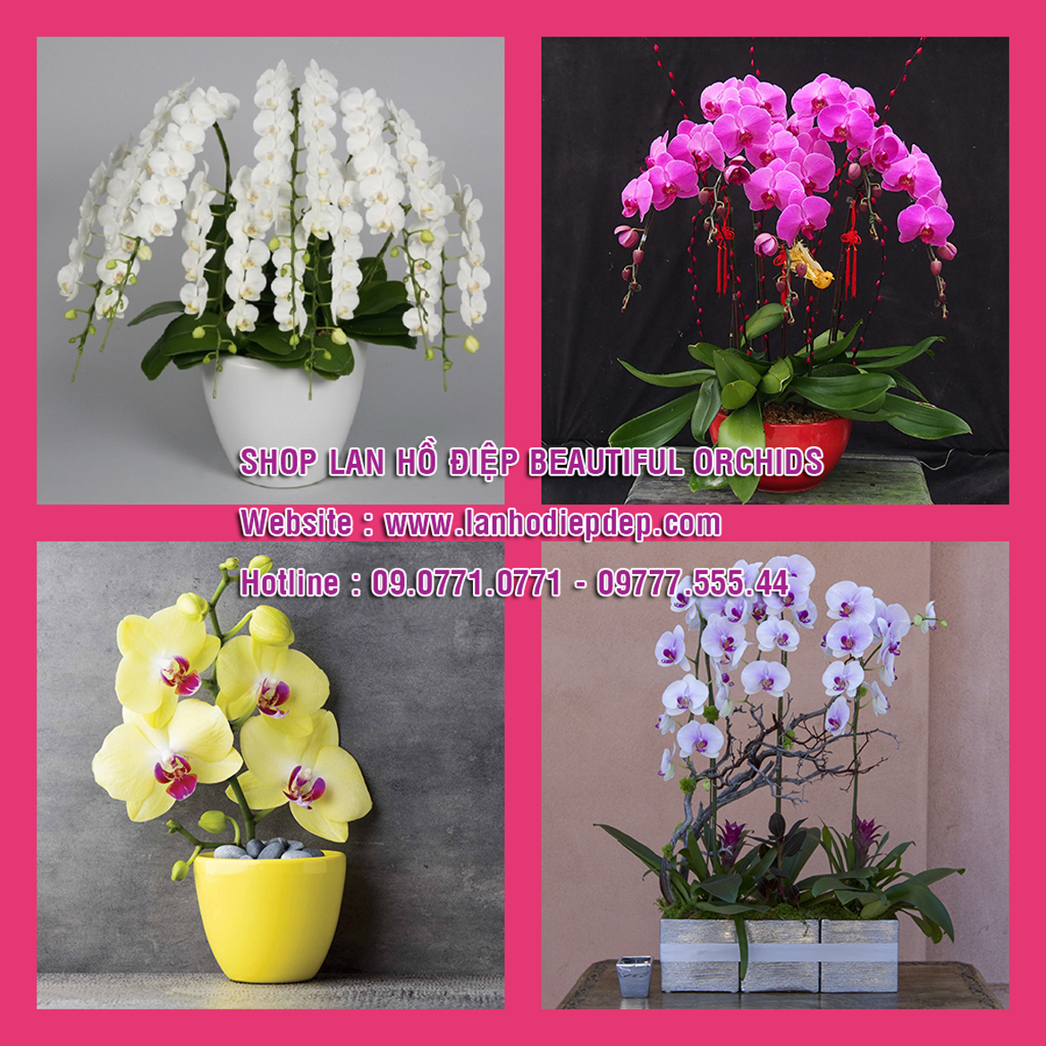 Chậu hoa lan hồ điệp đẹp