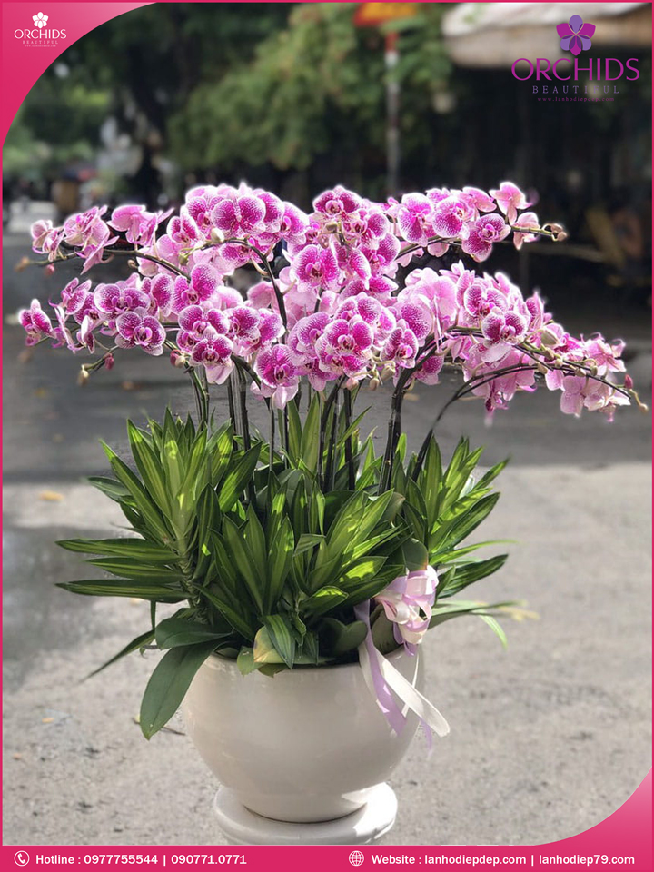 Chậu hoa lan hồ điệp độc lạ 10 cành