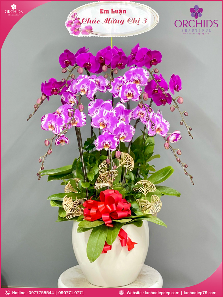 Chậu hoa lan hồ điệp độc lạ 10 cành