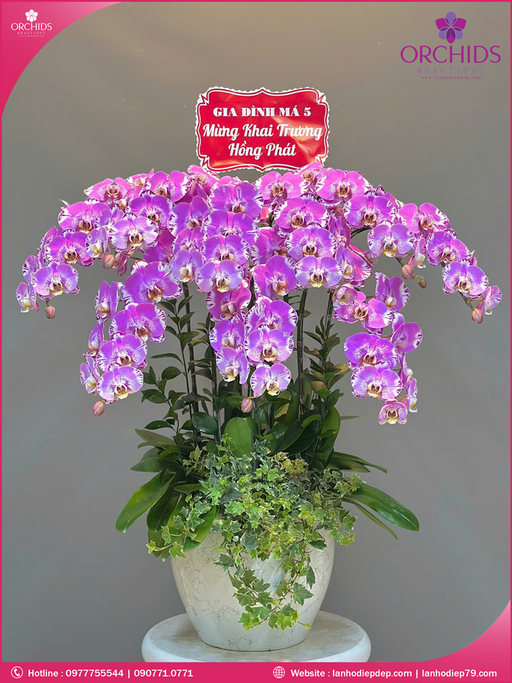 Chậu hoa lan hồ điệp độc lạ 10 cành
