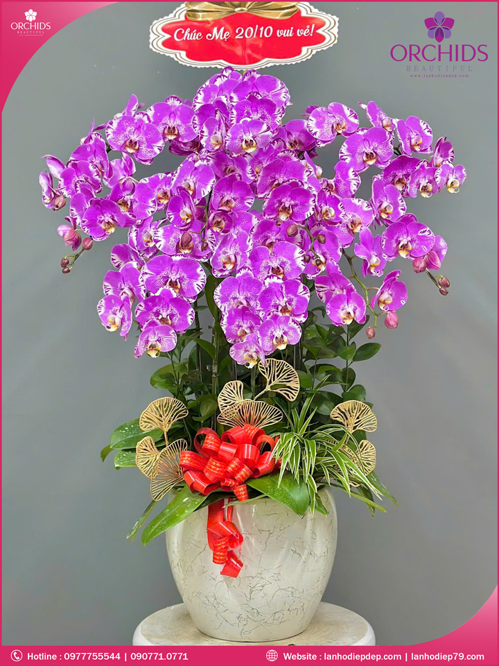 Chậu hoa lan hồ điệp độc lạ 10 cành