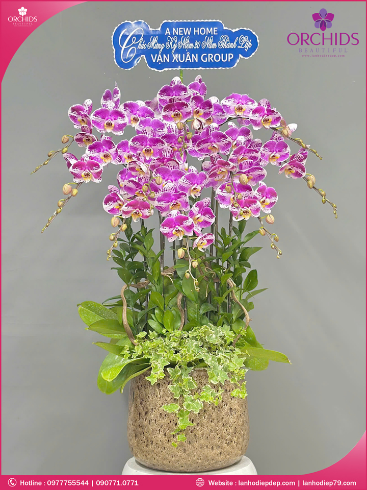 Chậu hoa lan hồ điệp độc lạ 10 cành
