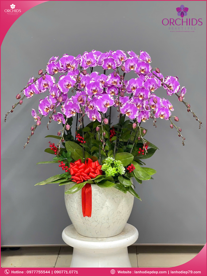 Chậu hoa lan hồ điệp độc lạ 15 cành