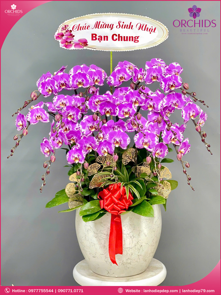 Chậu hoa lan hồ điệp độc lạ 15 cành