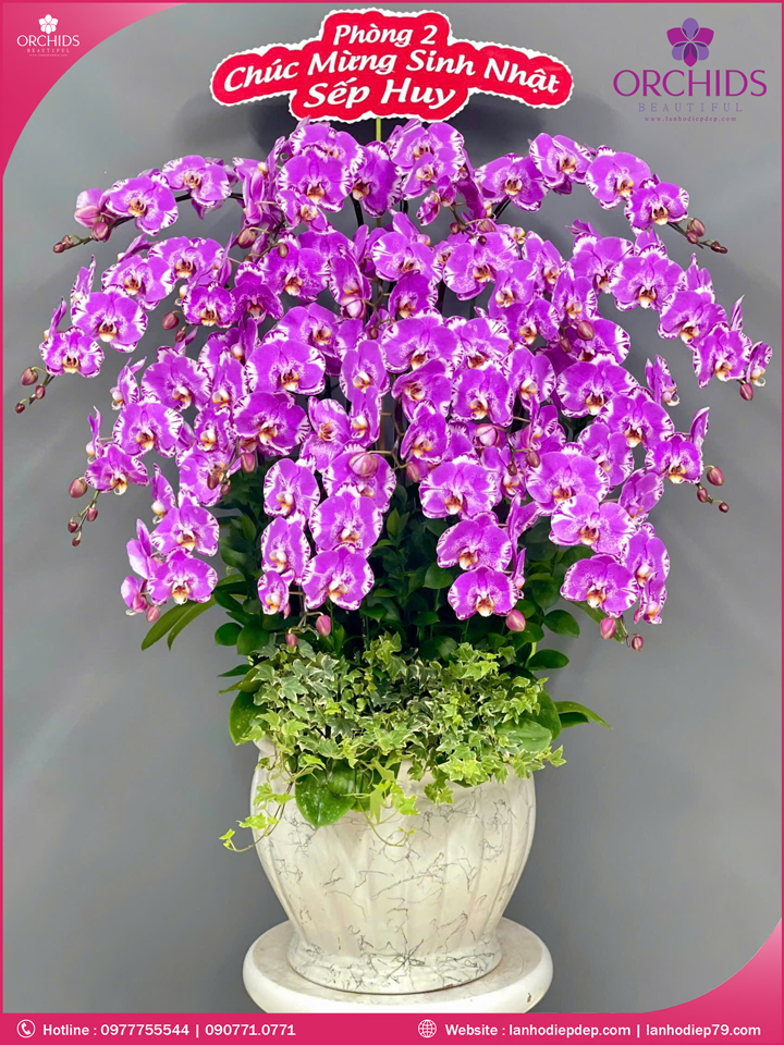 hậu hoa lan hồ diệp độc lạ 18 cành